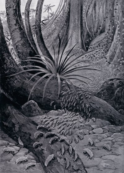 葉っぱを切るアリ（リトグラフ 作： Theobald Carreras