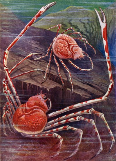 日本の巨大なカニ 作： Theobald Carreras