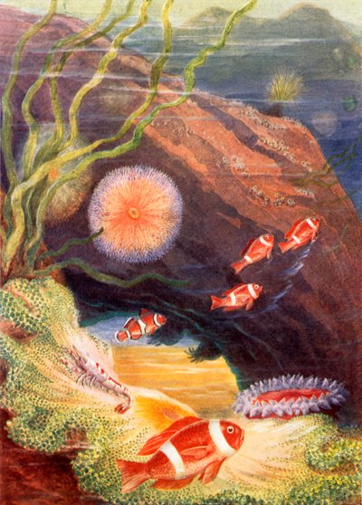  作： Theobald Carreras