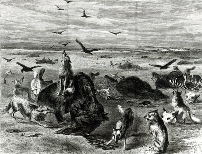 平野のバッファローの虐殺、ハーパーズウィークリー1872年から 作： Theodore Russell Davis