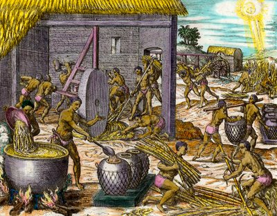 アメリカの歴史：サトウキビを集めて砂糖を作る。テオドール・デ・ブライ（1528-1598）によるエングレーヴィング 16世紀 個人蔵 作： Theodore de Bry