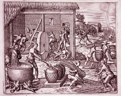 アメリカの歴史：サトウキビの収穫とスペイン人コンキスタドールのために働くインディアンの奴隷による砂糖の生産（Engraving 作： Theodore de Bry