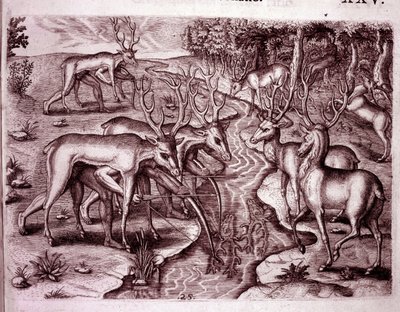 鹿の皮を使って他の鹿を狩るインディアン（Engraving 作： Theodore de Bry