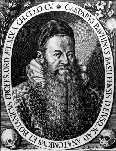 ガスパール・バウヒン（1560-1624）の肖像 スイスの植物学者 Theodore de Bryによるエングレーヴィング 作： Theodore de Bry
