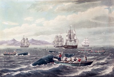 マッコウクジラの群れ、J.ヒル版、1838年発行（カラー・アクアチント） 作： トーマス（後）バーチ