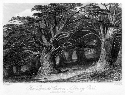 ドルイドグローブ、ノーベリーパーク、サリー、19世紀。 作： Thomas Allom