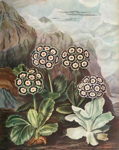 ハンドル、c1802-1821、1948。 作： Thomas Baxter