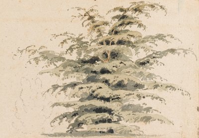 杉の木の研究 作： Thomas Baxter