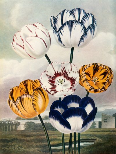 チューリップ、c1802-1821、1948。 作： Thomas Baxter