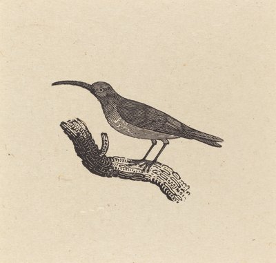鳥 作： Thomas Bewick