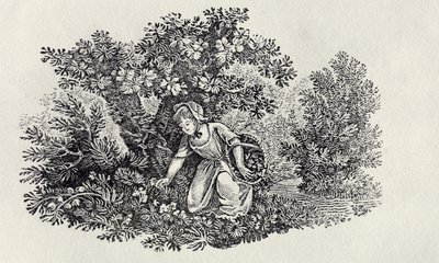 「イギリスの鳥と四足動物の歴史」から花を集める少女 作： Thomas Bewick