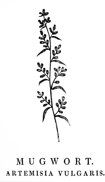 アルテミシア属の芳香植物であるヨモギの小枝を描いた木版画。 Thomas Bewick (1753-1828) による木版画、英国の彫刻家で自然史の著者 作： Thomas Bewick