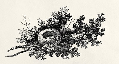 鳥の巣、「英国の鳥の歴史」第1巻、パブ。 1797（木の彫刻） 作： Thomas Bewick