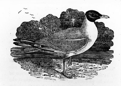 黒頭のカモメ、トーマス・ビーウィックによる「英国の鳥の歴史」のイラスト、1797年に初公開 作： Thomas Bewick