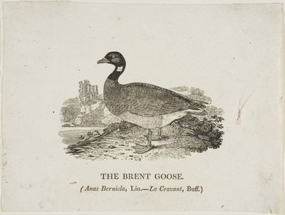 ブレント グース 作： Thomas Bewick