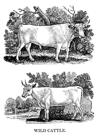 ブリティッシュワイルドまたはパーク牛、1790 作： Thomas Bewick