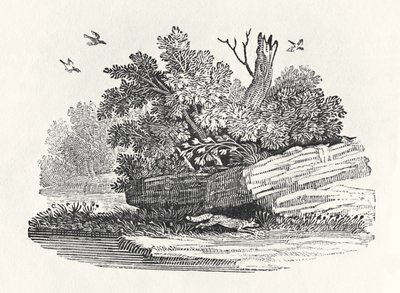 フォックスの脱出、「四足歩行の一般的な歴史」から1790年に出版（木版画） 作： Thomas Bewick