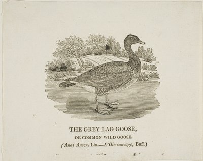 グレイ・ラグ・グース 作： Thomas Bewick