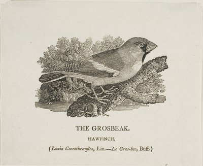 グロスビーク 作： Thomas Bewick