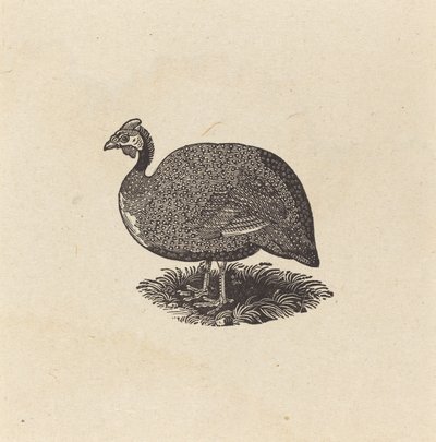 ギニア編 作： Thomas Bewick
