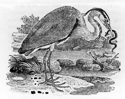 ヘロン、トマスビウィックの「英国の鳥の歴史」のイラスト、1797年に初公開 作： Thomas Bewick