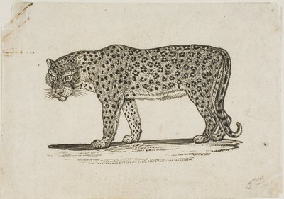 ヒョウ 作： Thomas Bewick