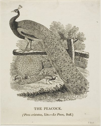ピーコック 作： Thomas Bewick