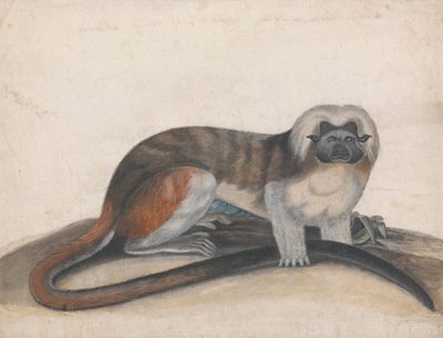 "The Pinche or Red Tailed Monkey" (以前の Cottenhead Marmoset) の研究 作： Thomas Bewick