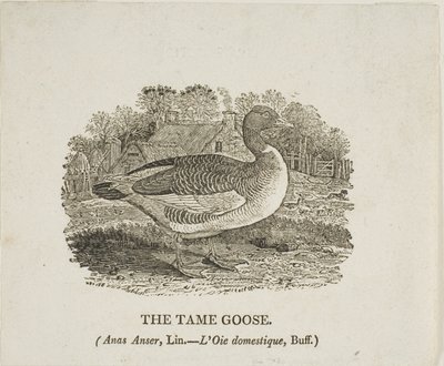 テーム・グース 作： Thomas Bewick