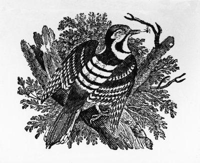 禁止されたキツツキ、トーマス・ビーウィックによる「英国の鳥の歴史」のイラスト、1797年に初公開 作： Thomas Bewick