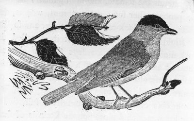 ブラックキャップ、トーマスビウィックによる「イギリスの鳥の歴史」のイラスト、1797年に初公開 作： Thomas Bewick