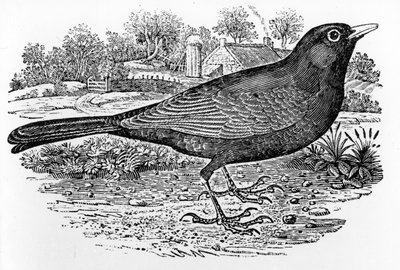 ブラックバード、トーマス・ビーウィックによる「英国の鳥の歴史」のイラスト、1797年に初公開 作： Thomas Bewick