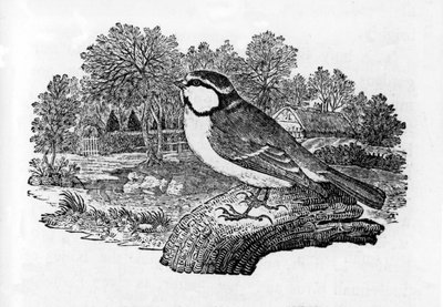 青いシジュウカラ、トーマスBewickによる「イギリスの鳥の歴史」からのイラスト、1797年に最初に公開 作： Thomas Bewick
