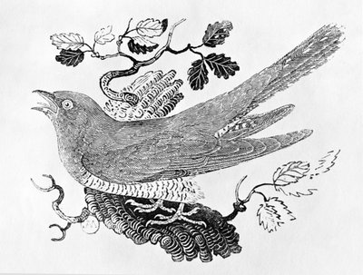 「英国の鳥の歴史」第1巻のパブのカッコウ（Cuculus canorus）。 1797（木の彫刻） 作： Thomas Bewick