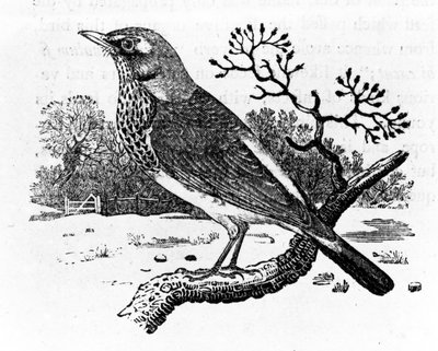 フィールドファーレ、トーマス・ビーウィックによる「英国の鳥の歴史」のイラスト、1797年に初版（木版） 作： Thomas Bewick