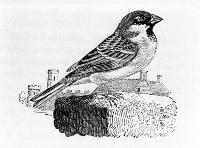 家すずめ、「英国の鳥の歴史」からのイラスト、トーマスBewick、1797年に最初に公開 作： Thomas Bewick
