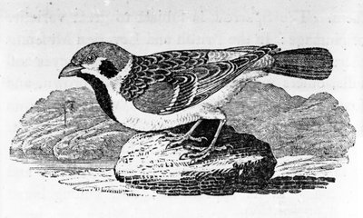 マウンテンスパロウ、トーマスビウィックの「鳥の歴史」のイラスト、1797年に初公開 作： Thomas Bewick