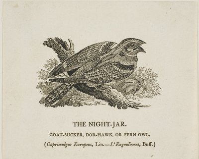ナイト・ジャー 作： Thomas Bewick