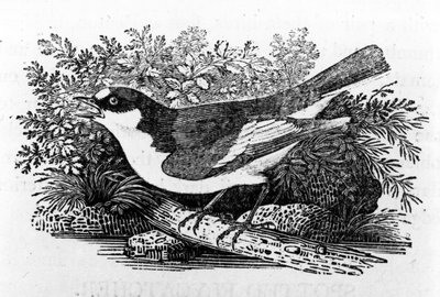 パイドヒタキ、トーマスビウィックによる「英国の鳥の歴史」のイラスト、1797年に初公開 作： Thomas Bewick