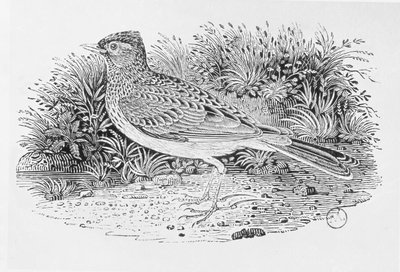 「イギリスの鳥の歴史」第1巻のパブのSkylark（Alauda arvensis）。 1797（木の彫刻） 作： Thomas Bewick