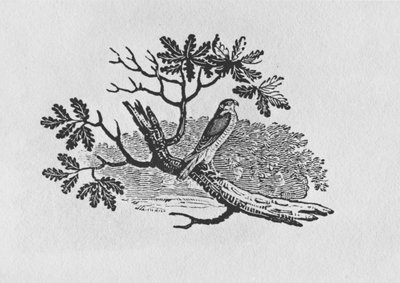「英国の鳥の歴史」第1巻のパブのSparrowhawk（Accipiter nisus）。 1797（木の彫刻） 作： Thomas Bewick