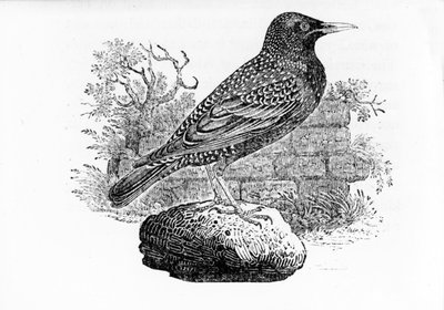 スターリング、トーマス・ビーウィックによる「英国の鳥の歴史」のイラスト、1797年に初公開 作： Thomas Bewick