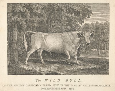 ノーサンバーランドのチリンガム城の公園にいる古代カレドニア種の野生の雄牛。 作： Thomas Bewick