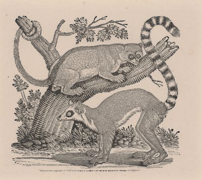 「四足動物の一般的な歴史」からの2匹のキツネザル 作： Thomas Bewick