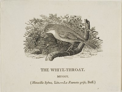 白いのど (鳥) 作： Thomas Bewick