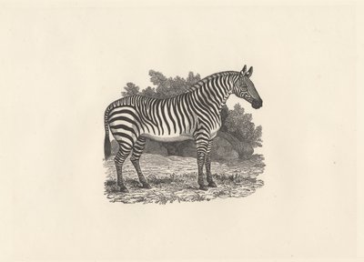 シマウマ 作： Thomas Bewick