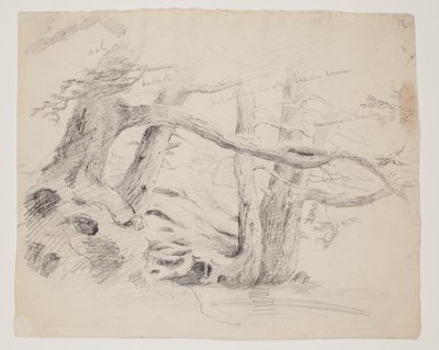 オークとツガの木 (紙に鉛筆) 作： Thomas Cole