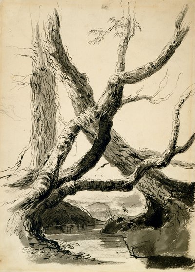 木の幹のスケッチ、c.1825-40（白い紙に黒のインク、ペン、ウォッシュ、鉛筆） 作： Thomas Cole