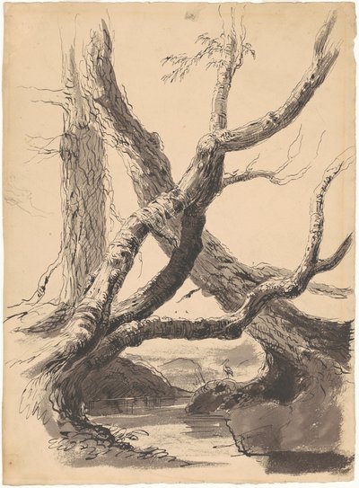 木の幹 作： Thomas Cole