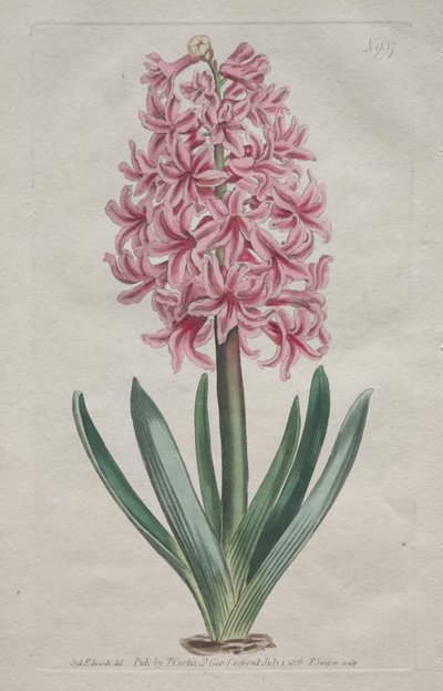 展示されている植物誌またはフラワー ガーデン: ガーデン ヒヤシンス 作： Thomas Curtis